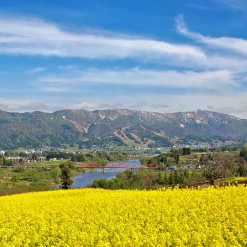 長野県飯山市菜の花公園