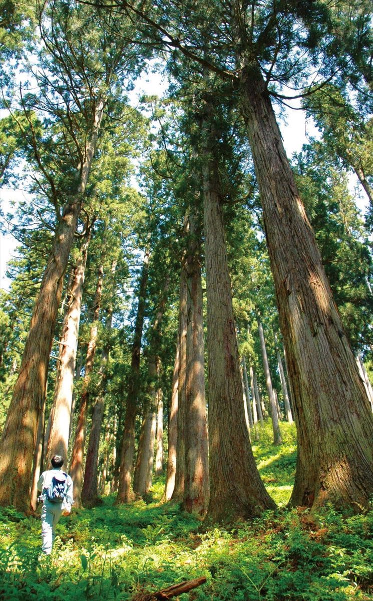 鳥取県智頭町の森林