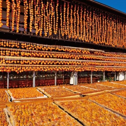 【絶景！】山梨県甲州市、大規模に干された柿のすだれが輝く晩秋の風物詩【ほっとphoto便り】
