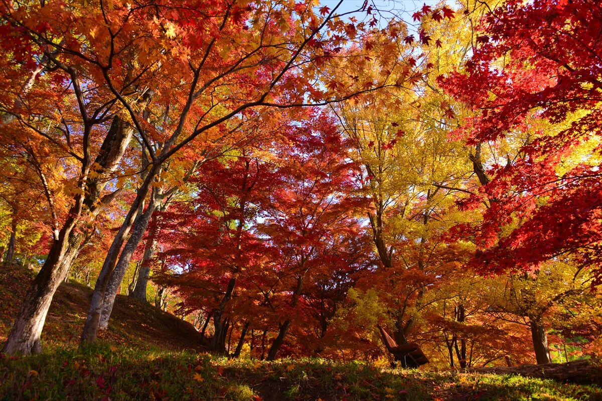兵庫県宍粟市の最上山公園「もみじ山」（©しそう森林王国観光協会）