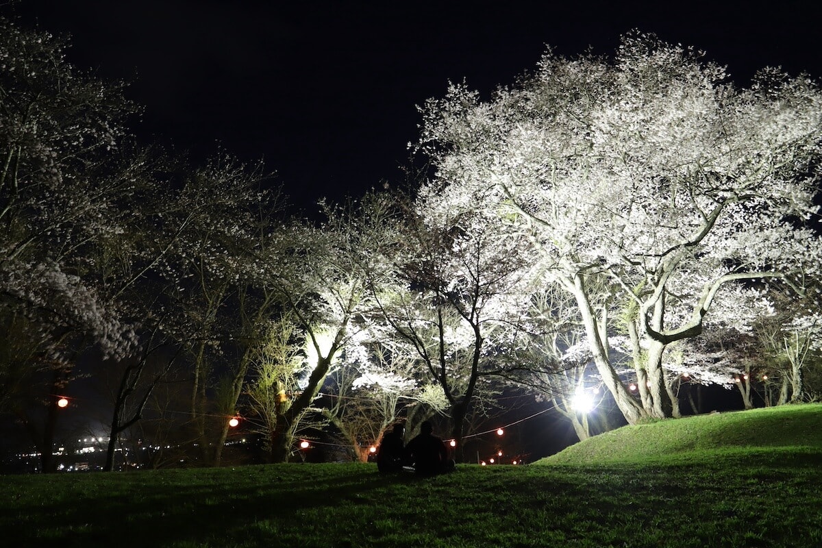 岩手県遠野市の鍋倉夜桜