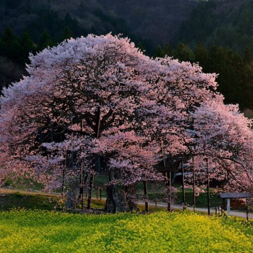 長野県高山村黒部のエドヒガン桜