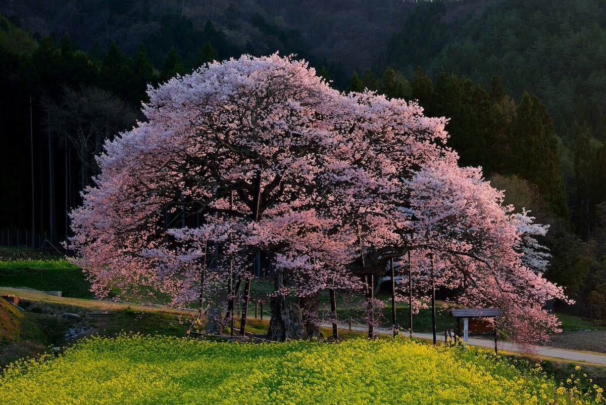 長野県高山村黒部のエドヒガン桜