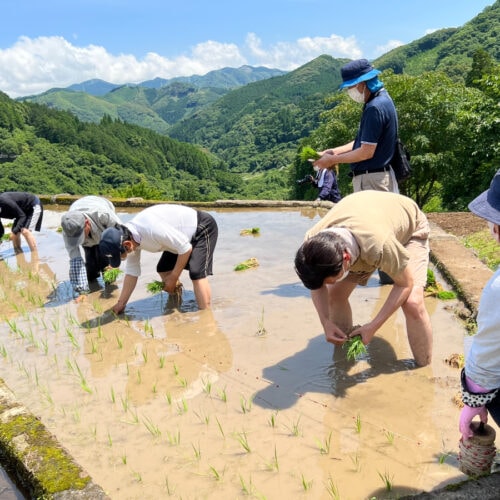 球磨焼酎の原料は米。安井さん自ら丁寧に田植えをする。