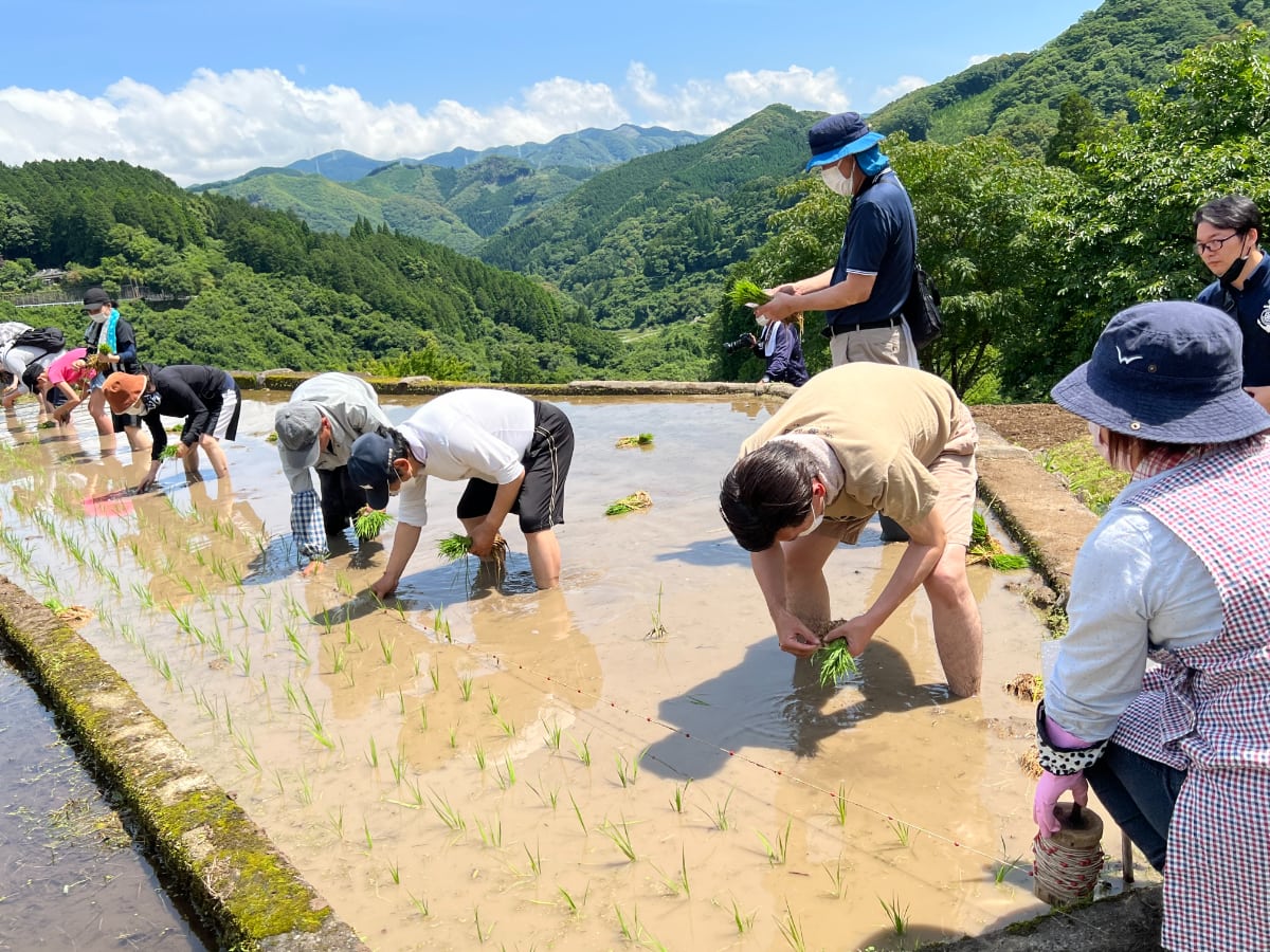 球磨焼酎の原料は米。安井さん自ら丁寧に田植えをする。