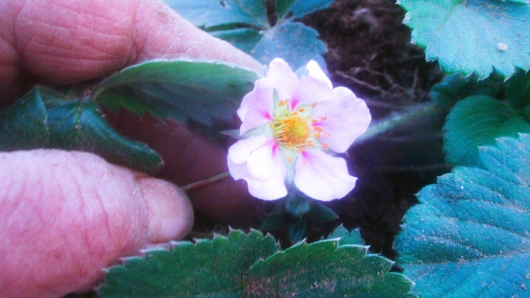 厳寒を前に花開くイチゴ。赤い実の季節だけでなく、イチゴは二度おいしい・・・見る者の心に。