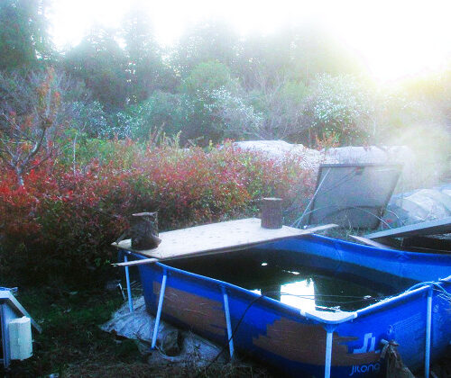 花がある、水がある、魚が泳いでいる。田舎暮らしの夕暮れ。孤愁の味わいが増す。