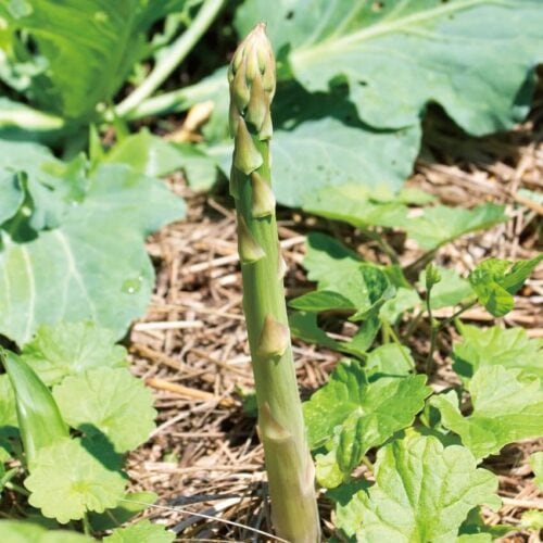 アスパラガスは根に養分を蓄え、10年にもわたって収穫可能！／竹内孝功さんに教わる自然菜園のスゴ技【第21回】