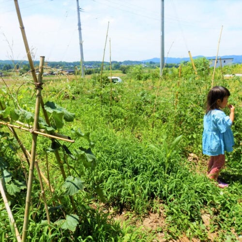 家の前の畑で野菜を育てるようになり、段々と早寝早起きの生活になったとのこと。