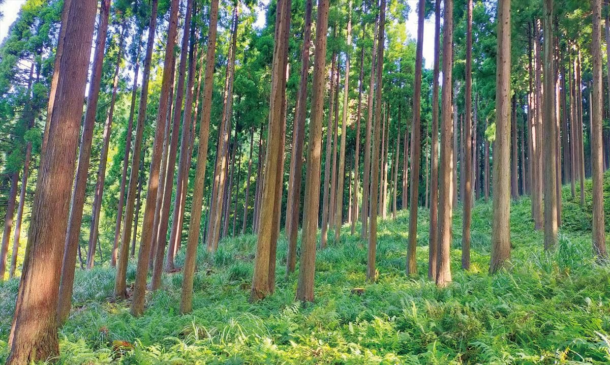岡山県西粟倉村の森林