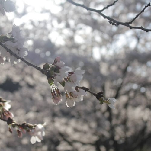 長野県筑北村の花の風景