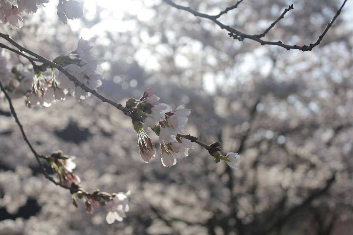 長野県筑北村の花の風景