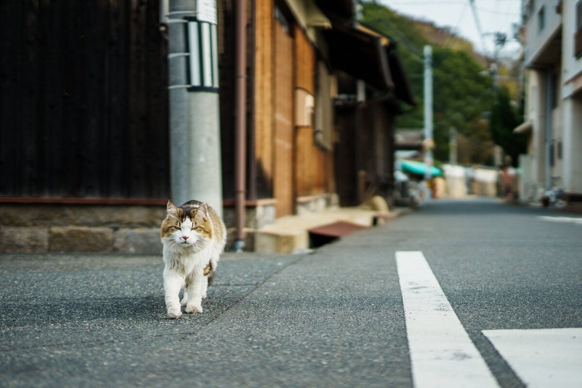岡山県倉敷市「せとうち古民家お試し住宅」周辺の街並みには猫の姿
