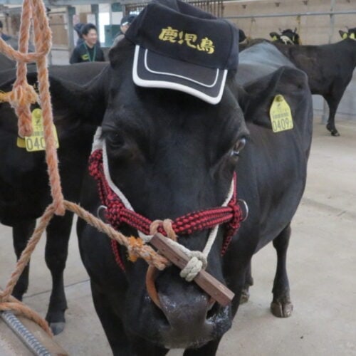 肉用牛の産出額は全国2位と国内トップクラスの鹿児島県鹿屋市。