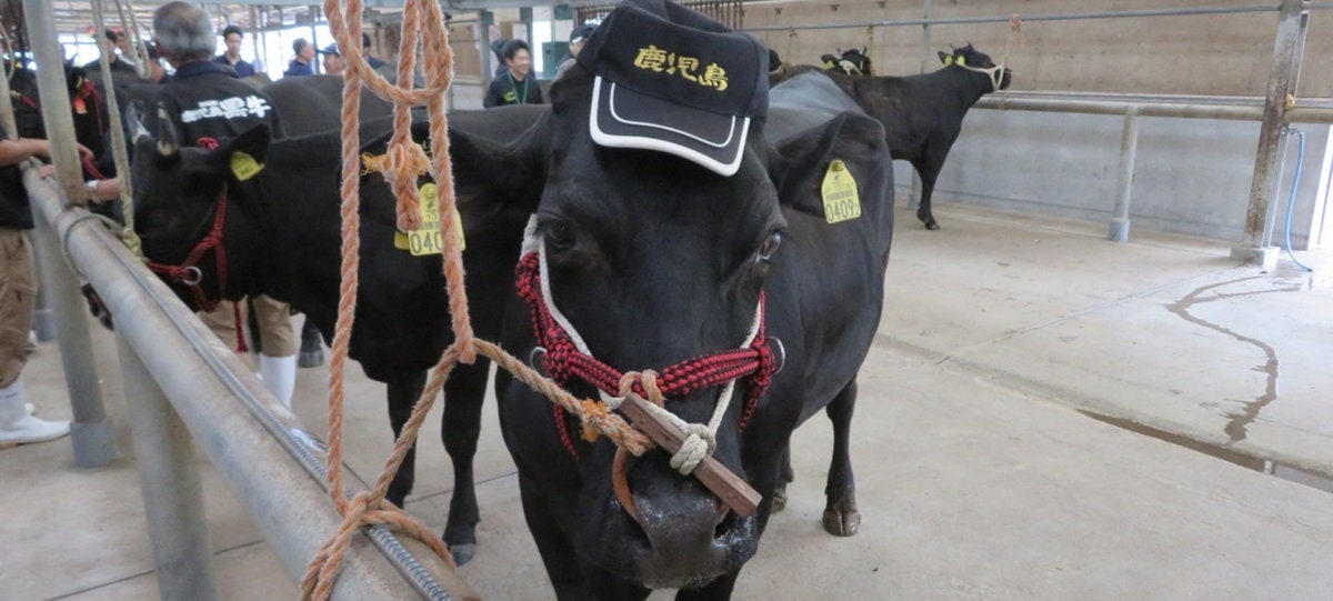 肉用牛の産出額は全国2位と国内トップクラスの鹿児島県鹿屋市。