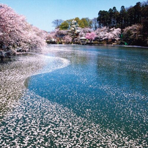 長野県須坂市の春の風景「臥竜公園の桜」