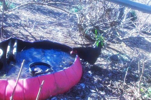 凍結した金魚の池から黒いチャボがなんとか水は飲めないかと奮闘。