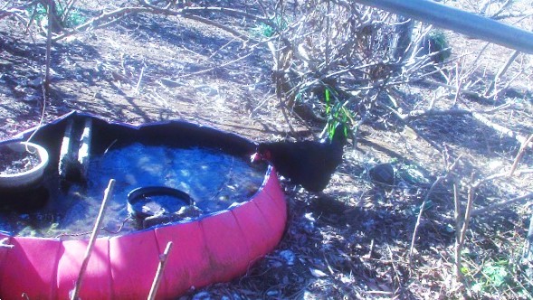 凍結した金魚の池から黒いチャボがなんとか水は飲めないかと奮闘。