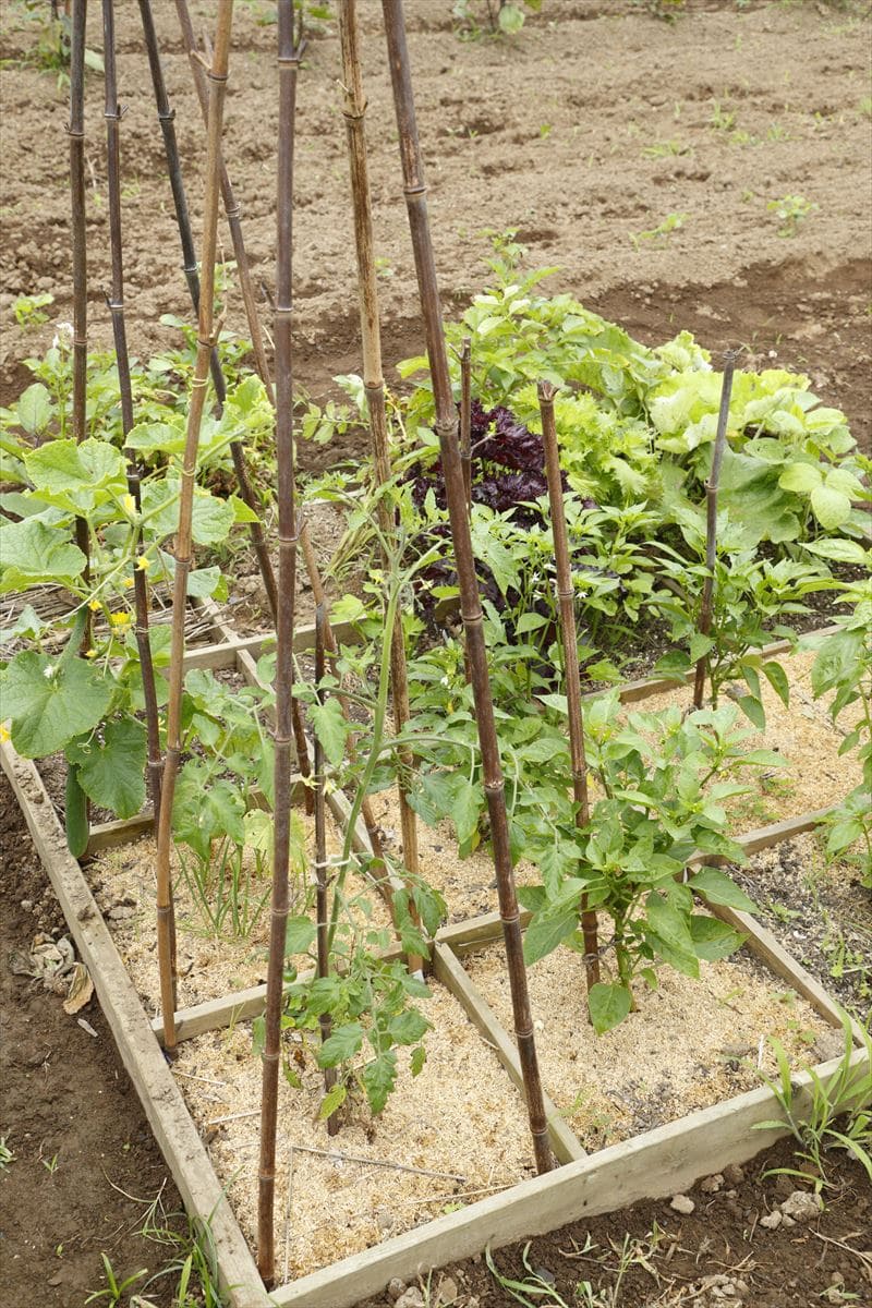 ひもの代わりに板を使ってマスを区切ったミニ菜園。トマトやキュウリの支柱には竹を利用。