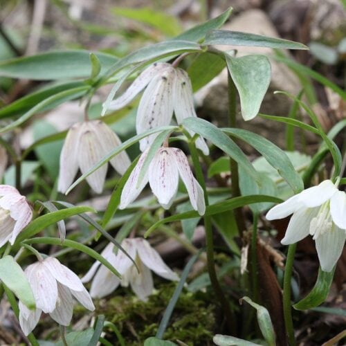 島根県川本町には絶滅危惧種に指定されている可憐な花、イズモコバイモの希少な群生地があります。