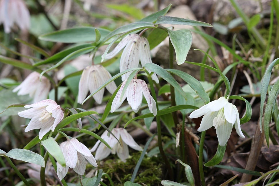 島根県川本町には絶滅危惧種に指定されている可憐な花、イズモコバイモの希少な群生地があります。