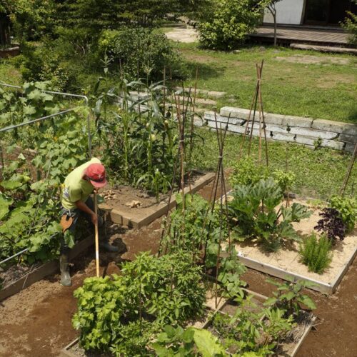 何枚かのミニ菜園を組み合わせれば、野菜の自給率も上がる。庭の景観としてもおしゃれ。