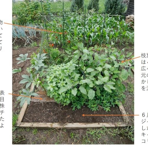 ８月のミニ菜園の様子。野菜の生育に適した土でぐんぐん育つ。