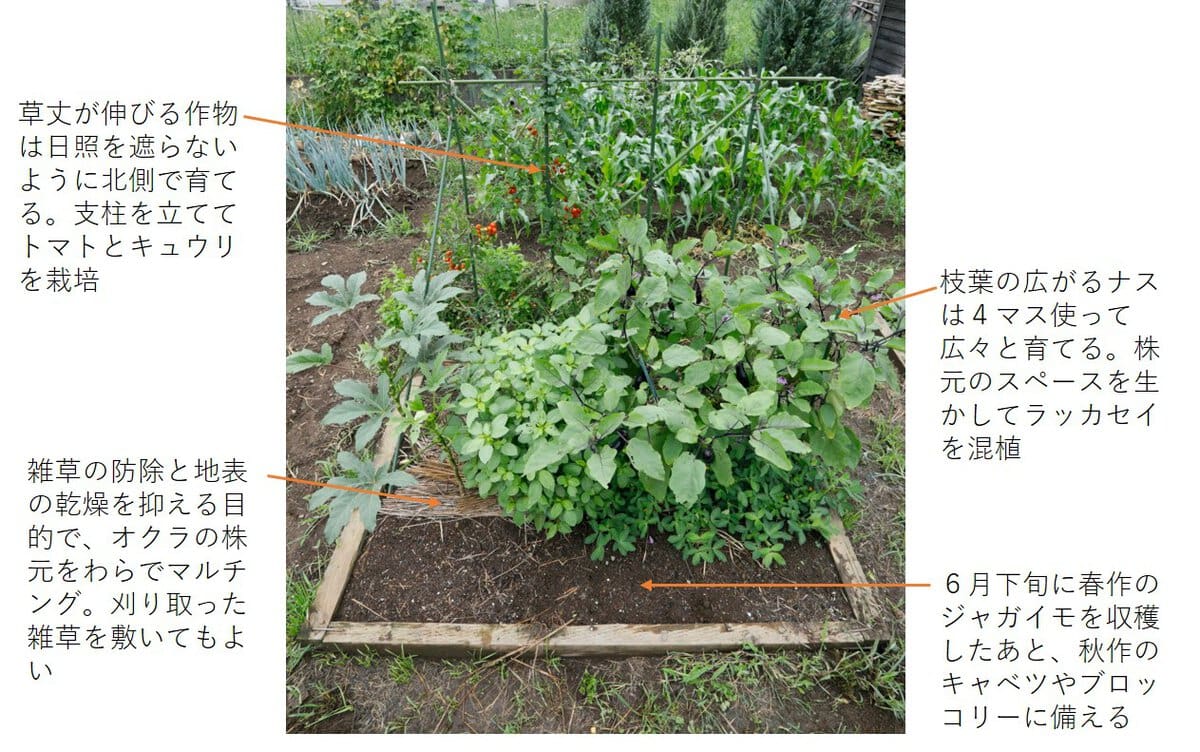 ８月のミニ菜園の様子。野菜の生育に適した土でぐんぐん育つ。