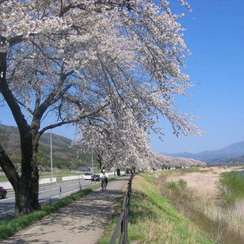 岩手県遠野市郊外の猿ヶ石川沿いと自転車専用道路に挟まれた「綾織の桜並木」。