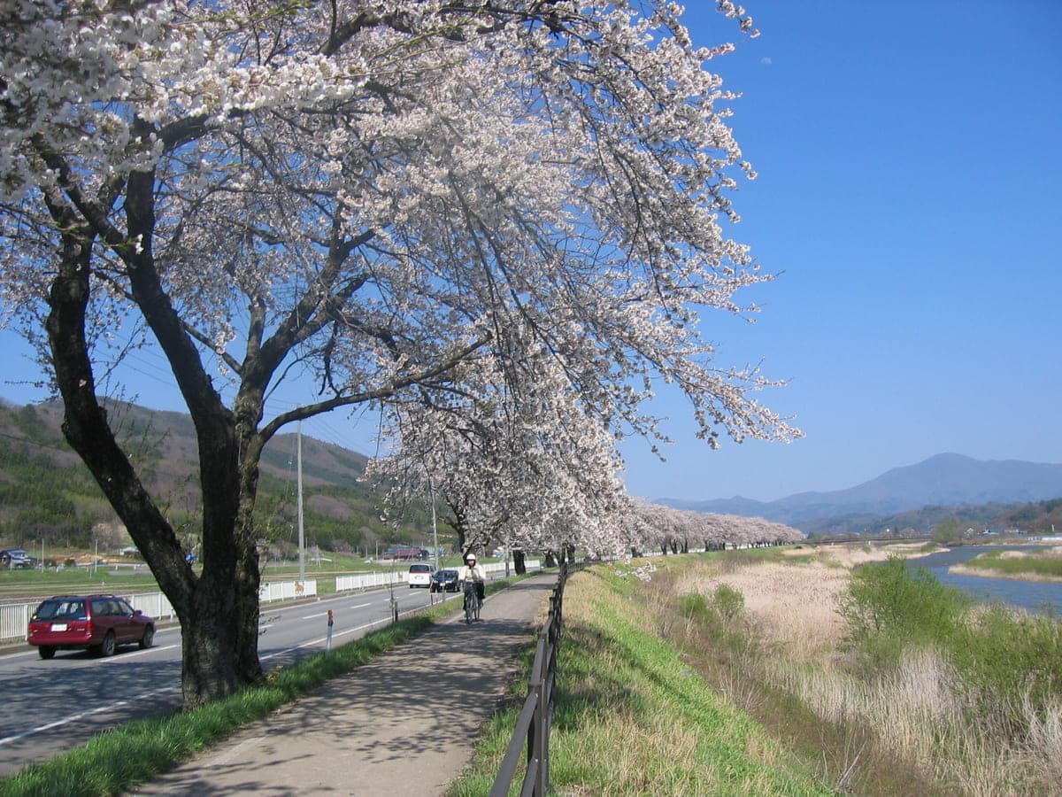 岩手県遠野市の綾織の桜並木