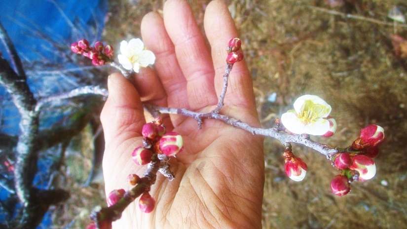 小梅の花である。商品としての価値は薄いが、バリバリの霜の中でのこの姿には価値がある。