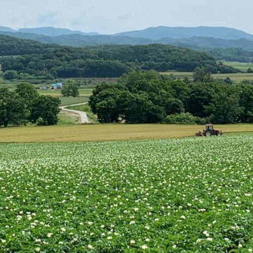 北海道栗山町のばれいしょ畑。栗山町は種ばれいしょの移出量が日本一。7月上旬には一斉にジャガイモの花が咲き、とても美しい風景が広がります。