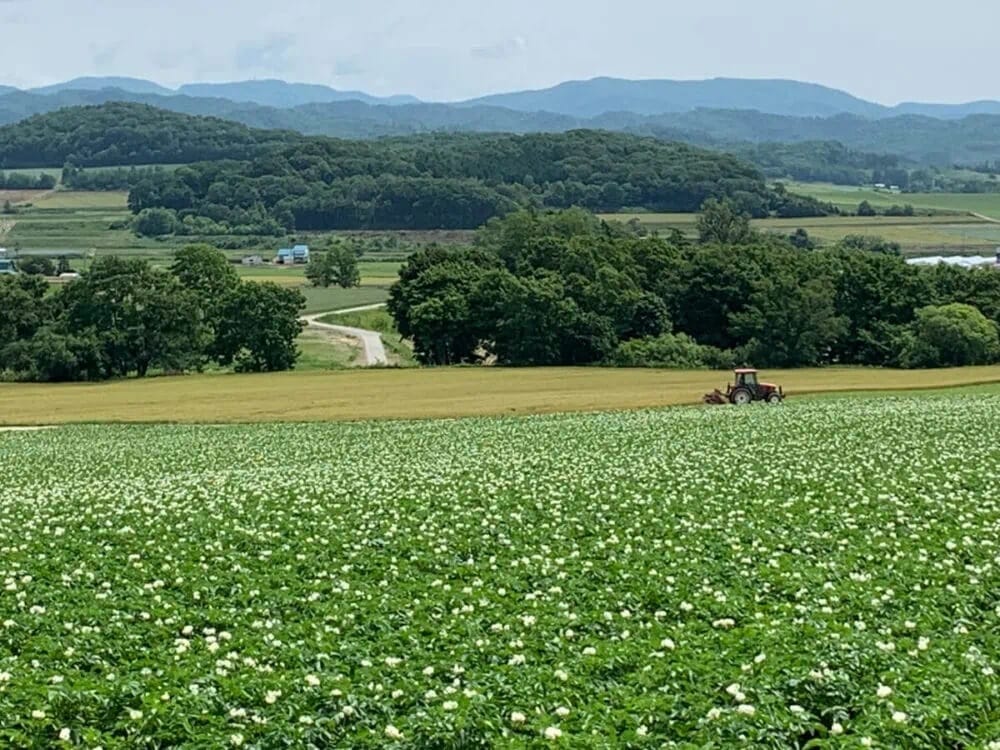 北海道栗山町のばれいしょ畑。栗山町は種ばれいしょの移出量が日本一