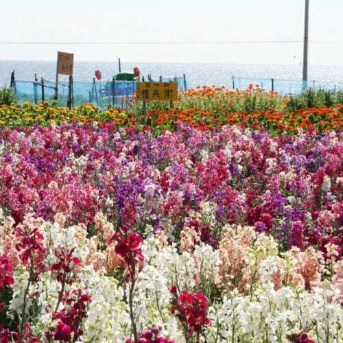 暖流の影響で温暖な気候の南房総市には、都内より一足先に春が訪れます。早春の花畑の風景は南房総の風物詩。花摘みや写真撮影に多くの人が訪れます。花栽培の歴史が古いキンセンカは、生産量日本一です。