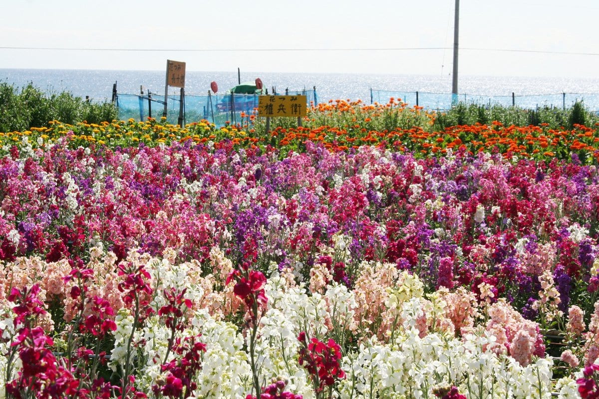 暖流の影響で温暖な気候の南房総市には、都内より一足先に春が訪れます。早春の花畑の風景は南房総の風物詩。花摘みや写真撮影に多くの人が訪れます。花栽培の歴史が古いキンセンカは、生産量日本一です。