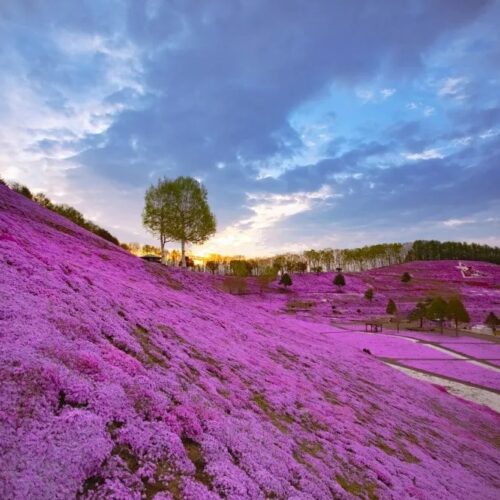 北海道大空町のひがしもこと芝桜公園は、藻琴山（もことやま）のふもと、10haにも及ぶ芝桜の名所。5月中旬ごろに満開を迎えます。