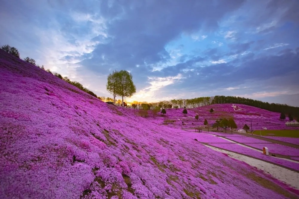 北海道大空町のひがしもこと芝桜公園は、藻琴山（もことやま）のふもと、10haにも及ぶ芝桜の名所。5月中旬ごろに満開を迎えます。