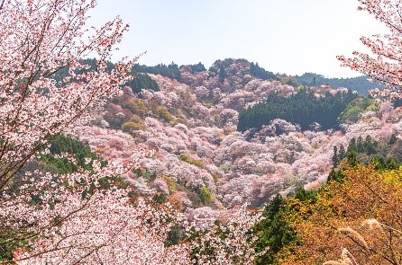 西の1位、奈良県の「吉野山」には、「シロヤマザクラ」を中心に約200種3万本ほどの見事な桜が山内に密集しています。
