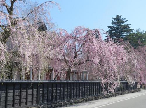 東の2位、秋田県の「角館の桜」。連なる江戸時代の武家屋敷に沿っておよそ400本ものしだれ桜が咲き誇ります。