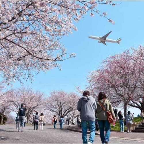 成田空港の4000メートル滑走路北側の小高い丘の上にある「成田市さくらの山」は、飛行機の離着陸を間近で体感できる公園で、「飛行機の見える丘」として知られています。「桜と飛行機」を楽しめる新スポットです。