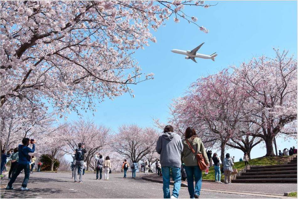 成田空港の4000メートル滑走路北側の小高い丘の上にある「成田市さくらの山」は、飛行機の離着陸を間近で体感できる公園で、「飛行機の見える丘」として知られています。「桜と飛行機」を楽しめる新スポットです。