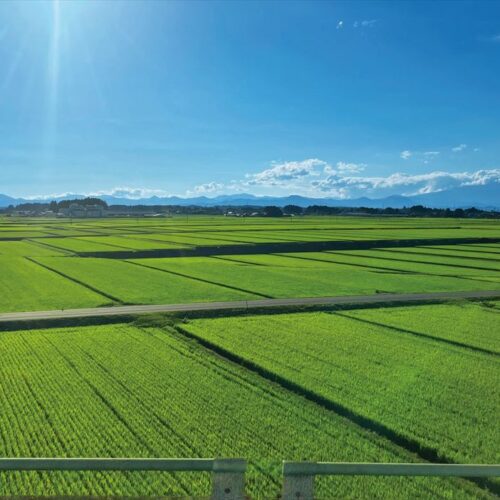 宮城県栗原市は米どころとして有名。どこまでも広がる田園風景。