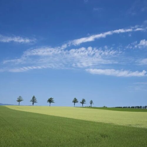 ゆるやかな丘陵地に連なる畑が、どこまでも続く北海道大空町のメルヘンの丘。春は緑、夏はジャガイモの花の白、秋は小麦の黄金色と、季節とともに丘の色が変化し、美しい田園風景が楽しめます。