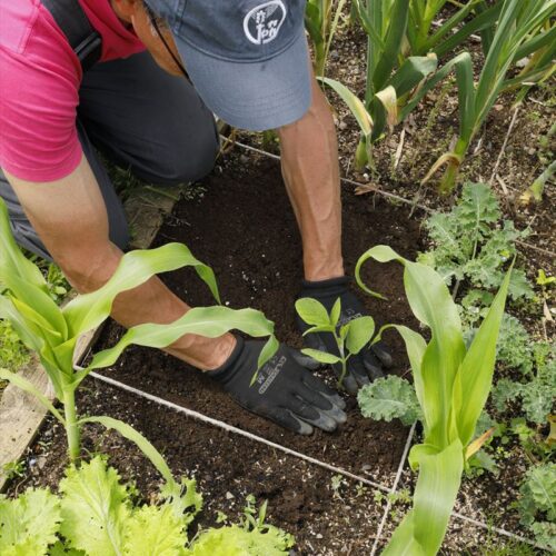 ひもを張って栽培スペースを見える化することで、植えつけや収穫の時期が異なる野菜を一緒に育てても管理しやすい。