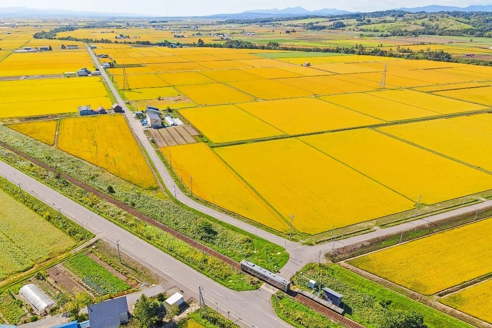 のどかな風景が広がる「ちょうどいい田舎」の沼田町。お米の収穫時期には黄金の絨毯が見られます。