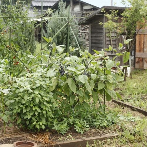 ミニトマト、ナス、オクラ、モロヘイヤなどが育つ夏のミニ菜園。無農薬、無化学肥料にもこだわる。