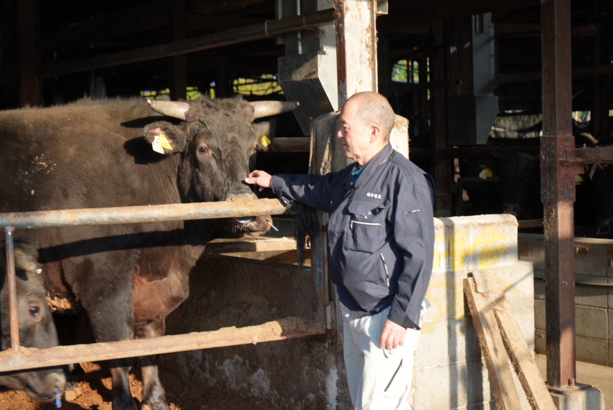 出荷を控える約1トン以上の重量がある宮崎牛。出荷されるまで体調を逐一チェックします。