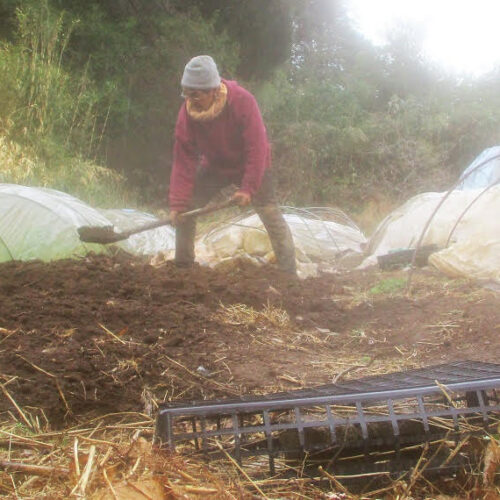 サトイモの植え付け。雨が降り続いているが、働く意欲はまんまん！