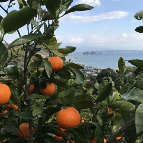 様々な柑橘が栽培されている愛媛県忽那諸島。定番の温州みかんやレモン、希少種まで数えるとその数は50品種を超える。観光客のほか、収穫シーズンには季節アルバイターも入り交流人口は多い。