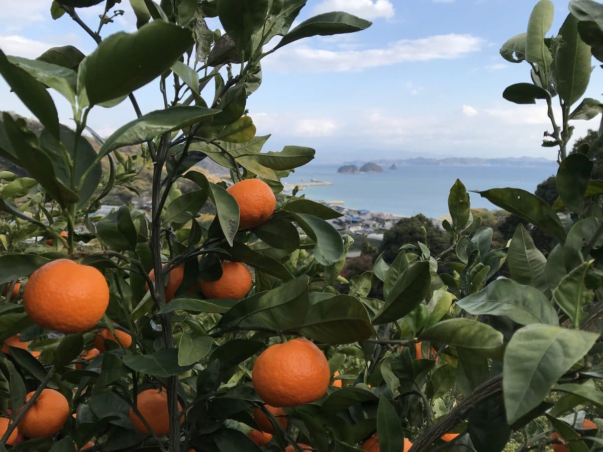 様々な柑橘が栽培されている愛媛県忽那諸島。定番の温州みかんやレモン、希少種まで数えるとその数は50品種を超える。観光客のほか、収穫シーズンには季節アルバイターも入り交流人口は多い。